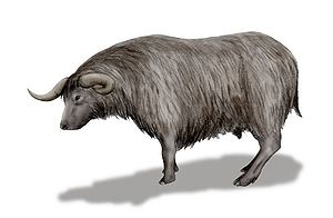 Euceratherium