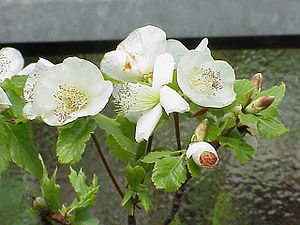 Klebrige Scheinulme (Eucryphia glutinosa), Blüten