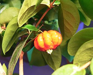 Surinamkirsche (Eugenia uniflora)