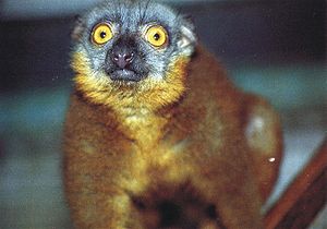 Weißkragenmaki (Eulemur cinereiceps), Weibchen