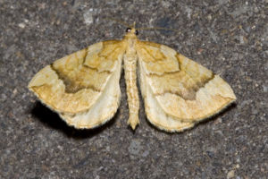 Honiggelber Haarbüschelspanner (Eulithis mellinata)