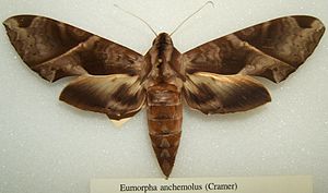 Eumorpha anchemolus sjh.JPG