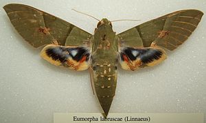 Präparat von Eumorpha labruscae