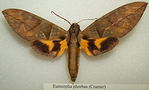 Eumorpha phorbas