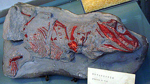 Euparkeria-Fossil im Muséum national d'Histoire naturelle in Paris.