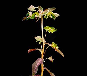 Euphorbia dulcis2 ies.jpg