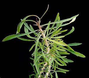 Euphorbia sakarahaensis1 ies.jpg