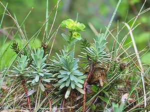 Euphorbia saxatilis (Felsen-Wolfsmilch) 2543 IMG.JPG