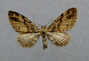 Eupithecia sinuosaria.jpg