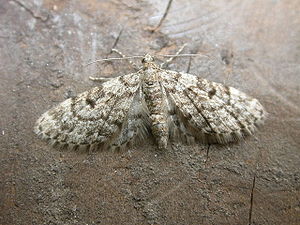 Eupithecia tantillaria.jpg