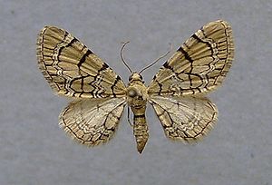 Eupithecia venosata.jpg