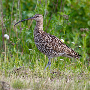 Großer Brachvogel (Numenius arquata)