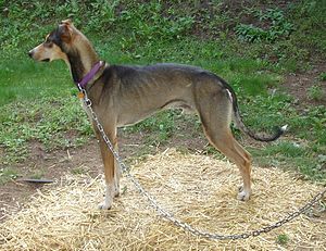 Europäischer Schlittenhund