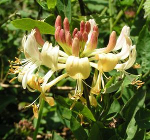 Blütenstand des Wald-Geißblatt (Lonicera periclymenum)