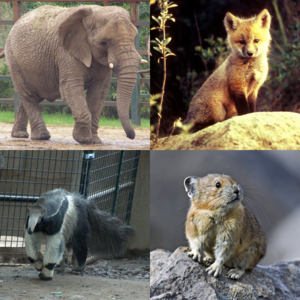 Vier Höhere Säugetiere aus allen vier Überordnungen, Afrikanischer Elefant, Rotfuchs, Großer Ameisenbär und Pika.