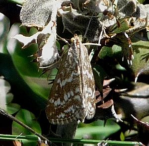 Evergestis frumentalis