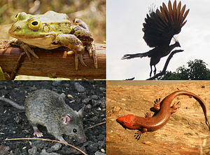 Beispiele für die vier Klassen der Tetrapoden: Amphibien (Frosch), Vögel (Hoatzin), Säugetiere (Maus), Reptilien (Skink)