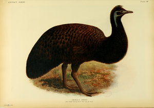 Känguru-Insel-Emu (Zeichnung in Lionel Walter Rothschilds Werk Extinct Birds (1907))