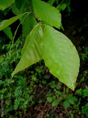 Blätter der Orient-Buche (Fagus orientalis)