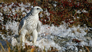 Gerfalke (Falco rusticolus), weiße Morphe