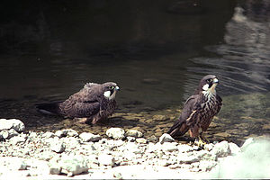 Eleonorenfalken (Falco eleonorae)