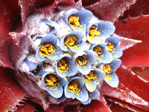 Blütenstand von Fascicularia bicolor.