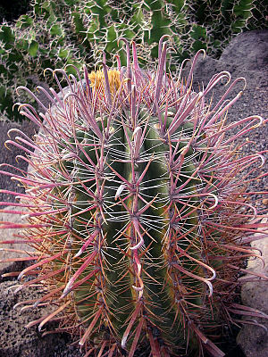 Ferocactus fordii.jpg