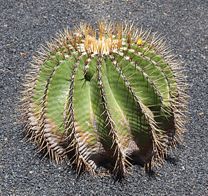 Ferocactus schwarzii. Jardín de Cactus - Lanzarote - J08.jpg