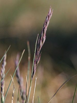 Raublättriger Schaf-Schwingel (Festuca brevipila)