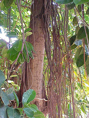 Gummibaum (Ficus elastica), am natürlichen Standort mit Luftwurzeln.