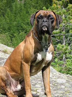 Deutscher Boxer