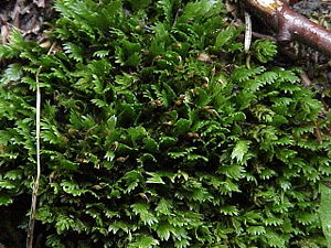 Kamm-Spaltzahnmoos (Fissidens cristatus)