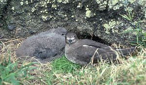 Kermadec-Sturmvögel, Nestling und adulter Vogel