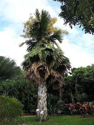 Blühende Talipot-Palme im Botanischen Garten von Deshaies auf Guadeloupe.