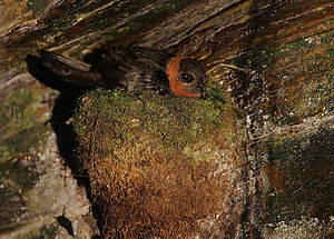 Männlicher Rothalssegler im Asa Wright Nature Centre, Trinidad