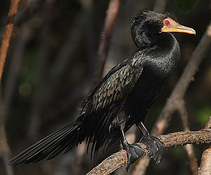 Flickr - Rainbirder - Long-tailed Cormorant (Phalacrocorax africanus).jpg