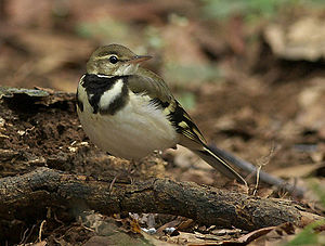 Forest Wagtail 4024 cropped.jpg