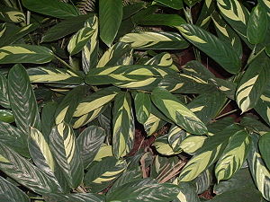 Maranta arundinacea var. variegatum, panaschiert-blättrige Sorte.