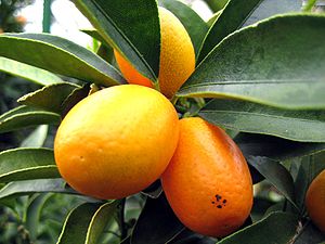 Oval Kumquat Früchte