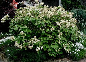 Großer Federbuschstrauch (Fothergilla major)