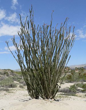 Ocotillo (Fouquieria splendens) im kalifornischen Coachella Valley.