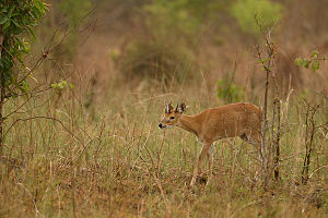 Männchen der Vierhornantilope
