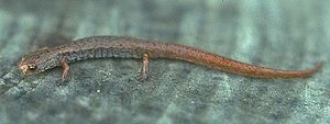 Vierzehensalamander (Hemidacytlium scutatum)