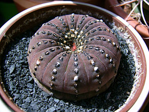 Frailea asteroides aka castanea.jpg