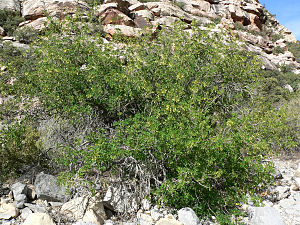 Einblättrige Esche (Fraxinus anomala)