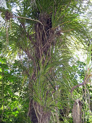 Freycinetia banksii an einem Kohekohe-Baum