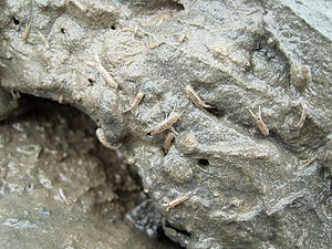 Schlickkrebse im schleswig-holsteinischen Wattenmeer