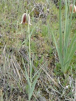 Fritillaria lusitanica Habitus