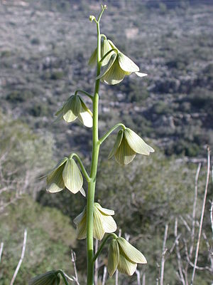 Fritillaria persica 2.JPG