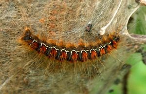 Raupe des Frühlings-Wollafters (Eriogaster lanestris)